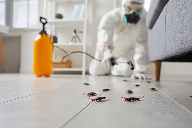 Post-Treatment Bed Bug Interceptor Monitoring in Gladwin